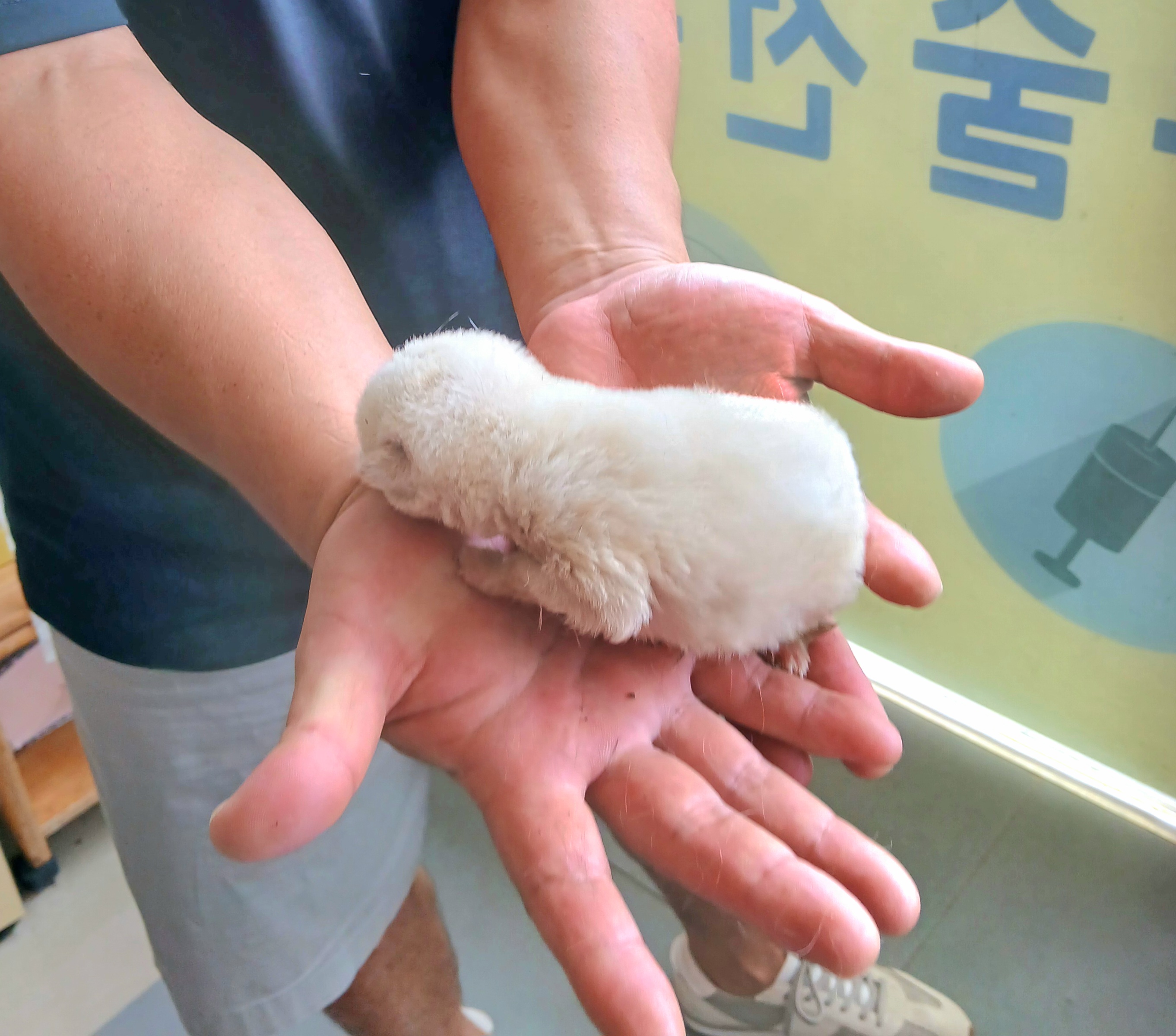 보호중 믹스견의 가…